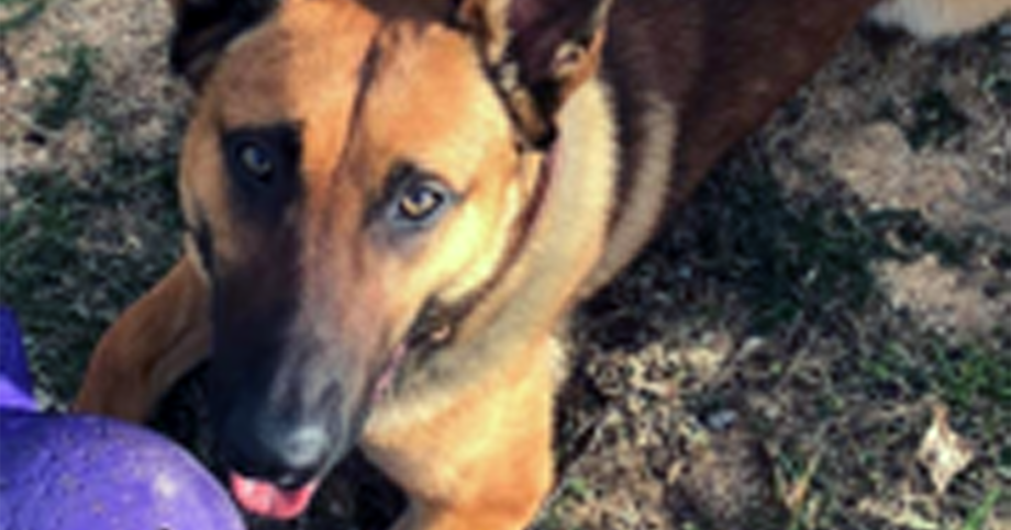 A happy ending of service looming for veteran Augusta County K-9 - Vimarsana News