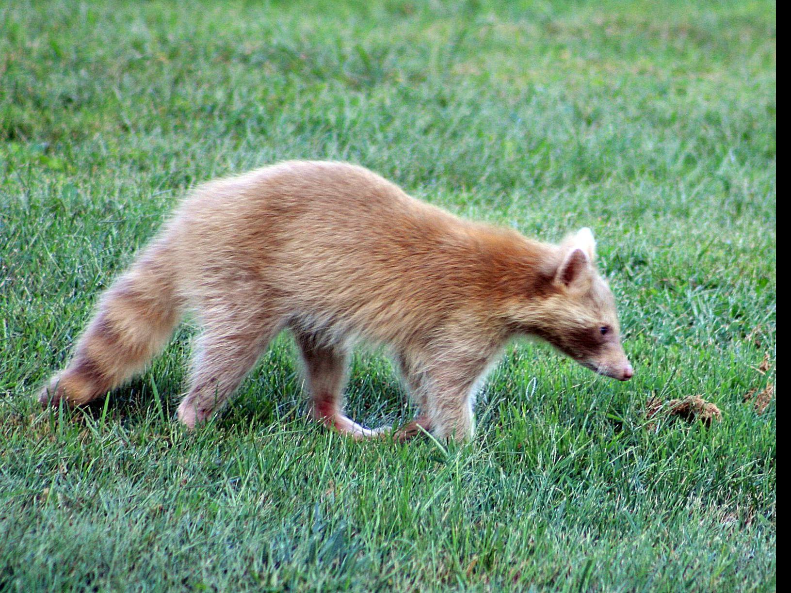 Virginia Man Spots Rare Albino Raccoon In Backyard Virginia