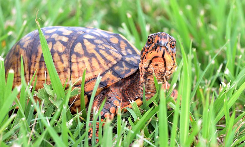 DWR Needs Your Help to Track Rare and Elusive Animals