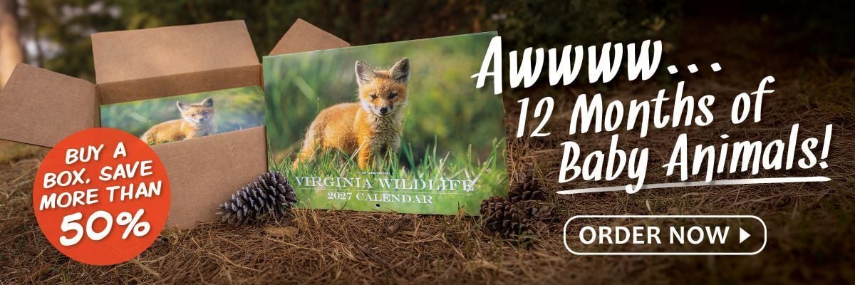A Cute Fox Kit Scores a Cover for Anne Bryant