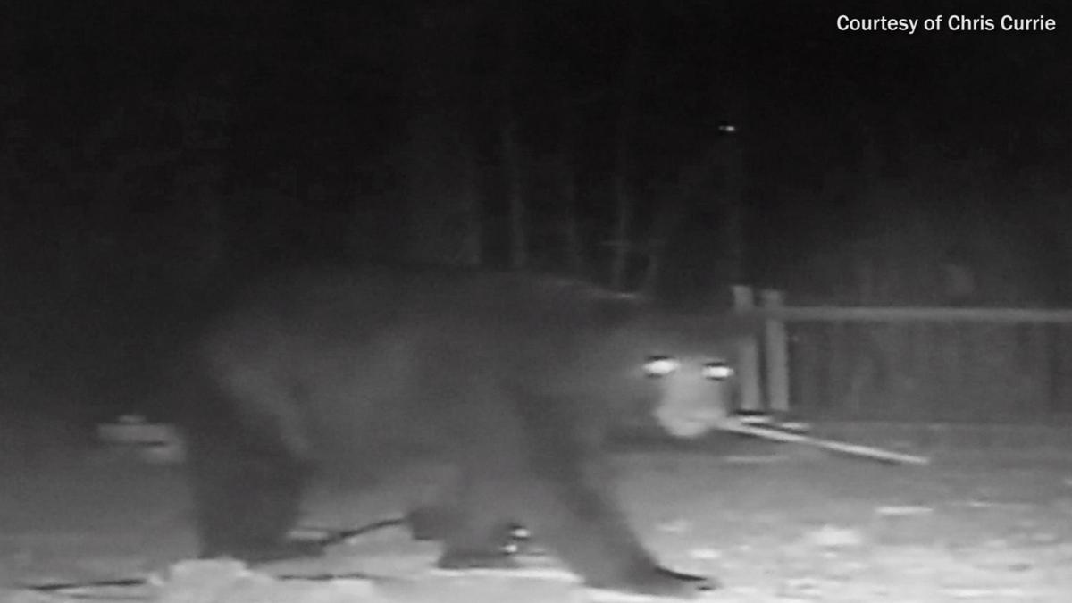 Video shows large bear destroying bird feeders in Powhatan backyard