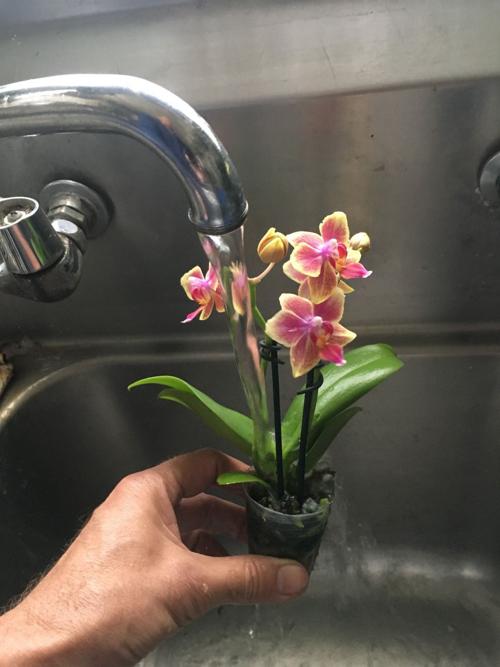 Orchids How Often Should I Water My Orchid Richmond Com