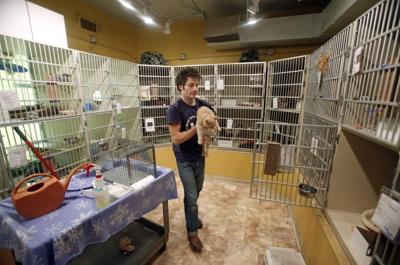 Richmond Animal Shelter Upgrades Begin Local News Richmond Com