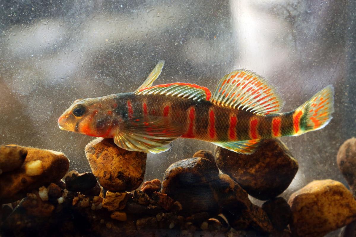 mg candy darter 080717 (copy) (copy) (copy)