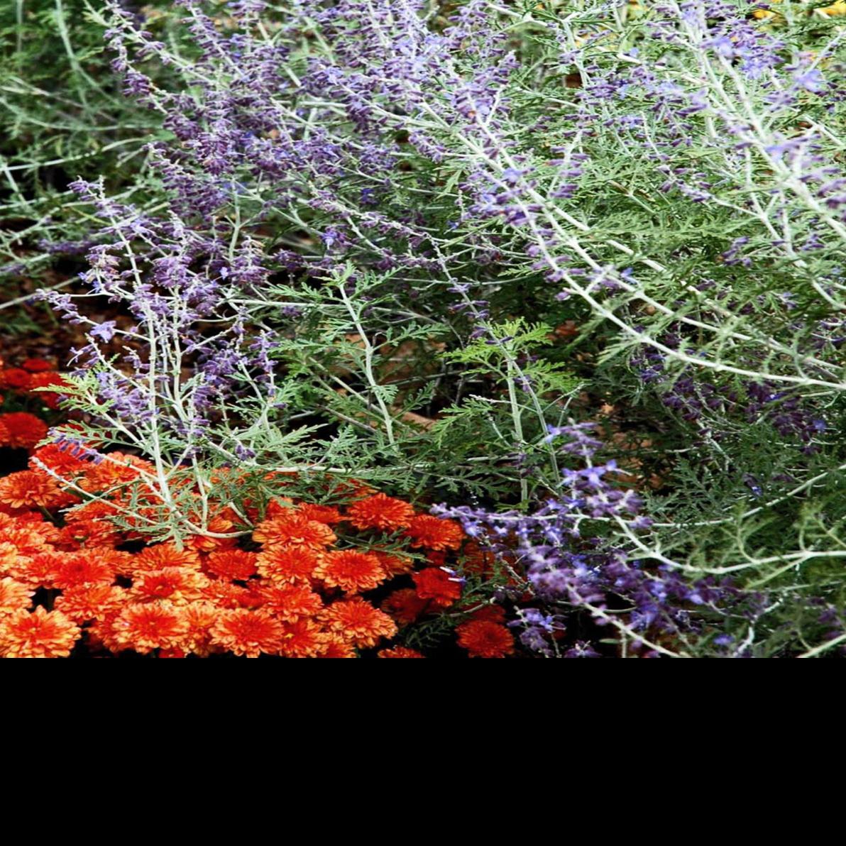 It S Not Russian And It S Not Sage But This Plant Is A True
