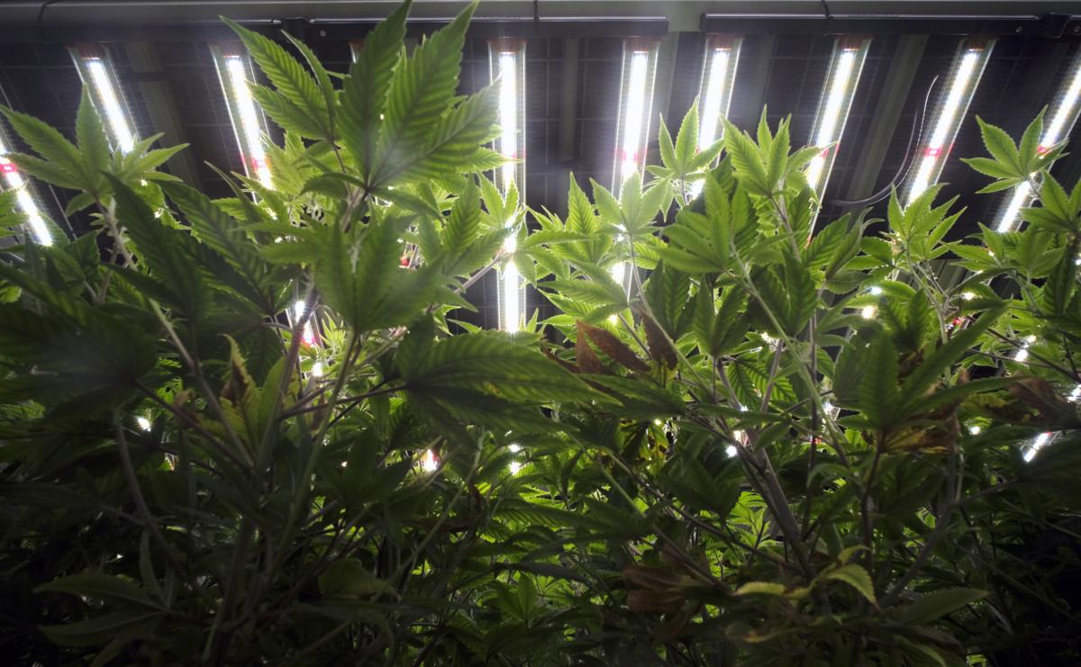 Richmond’s first licensed medical marijuana production facility set to ...
