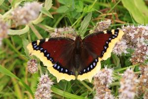 SCIENCE-BUTTERFLY/