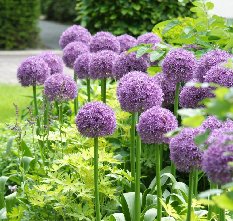 Nine hot sale west allium