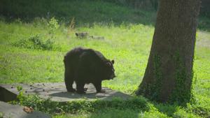 Maymont's Little Bear