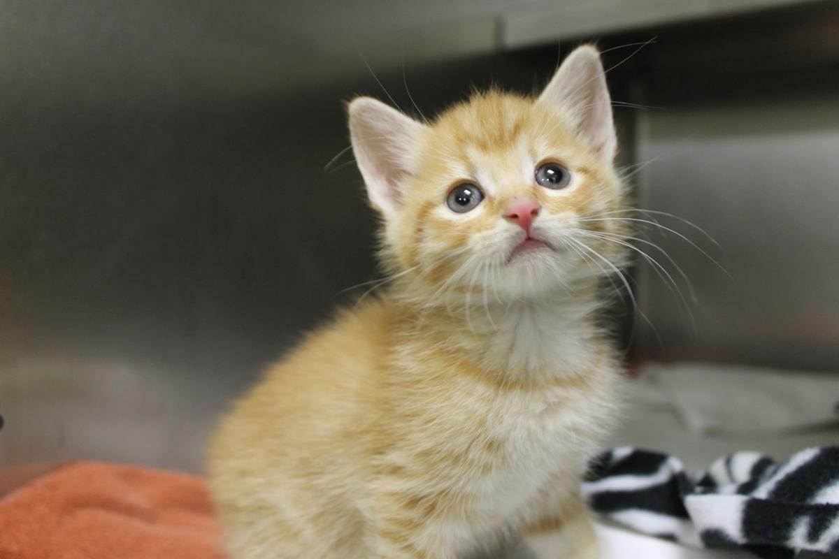 PHOTOS Richmond SPCA receives 32 cats, kittens from region impacted by