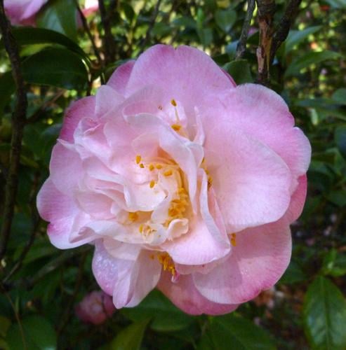 Gardening: Camellias offer color and charm