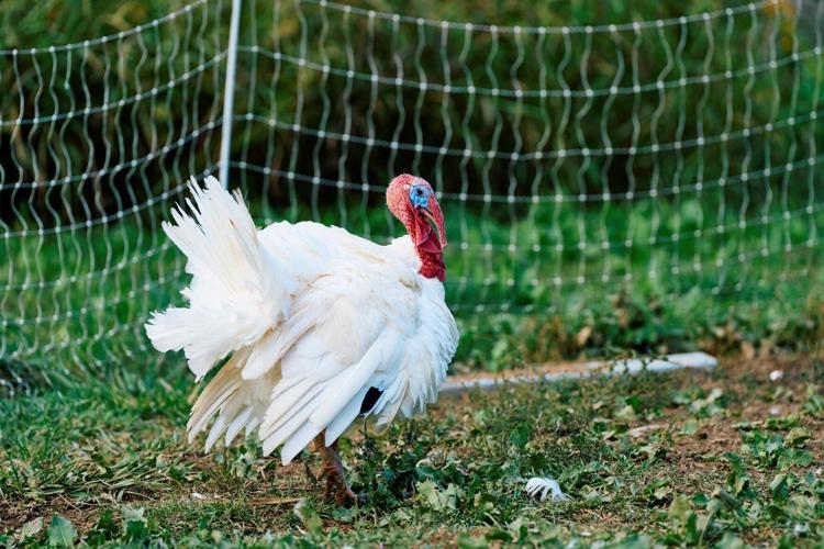 Turkey white heb farm homestead