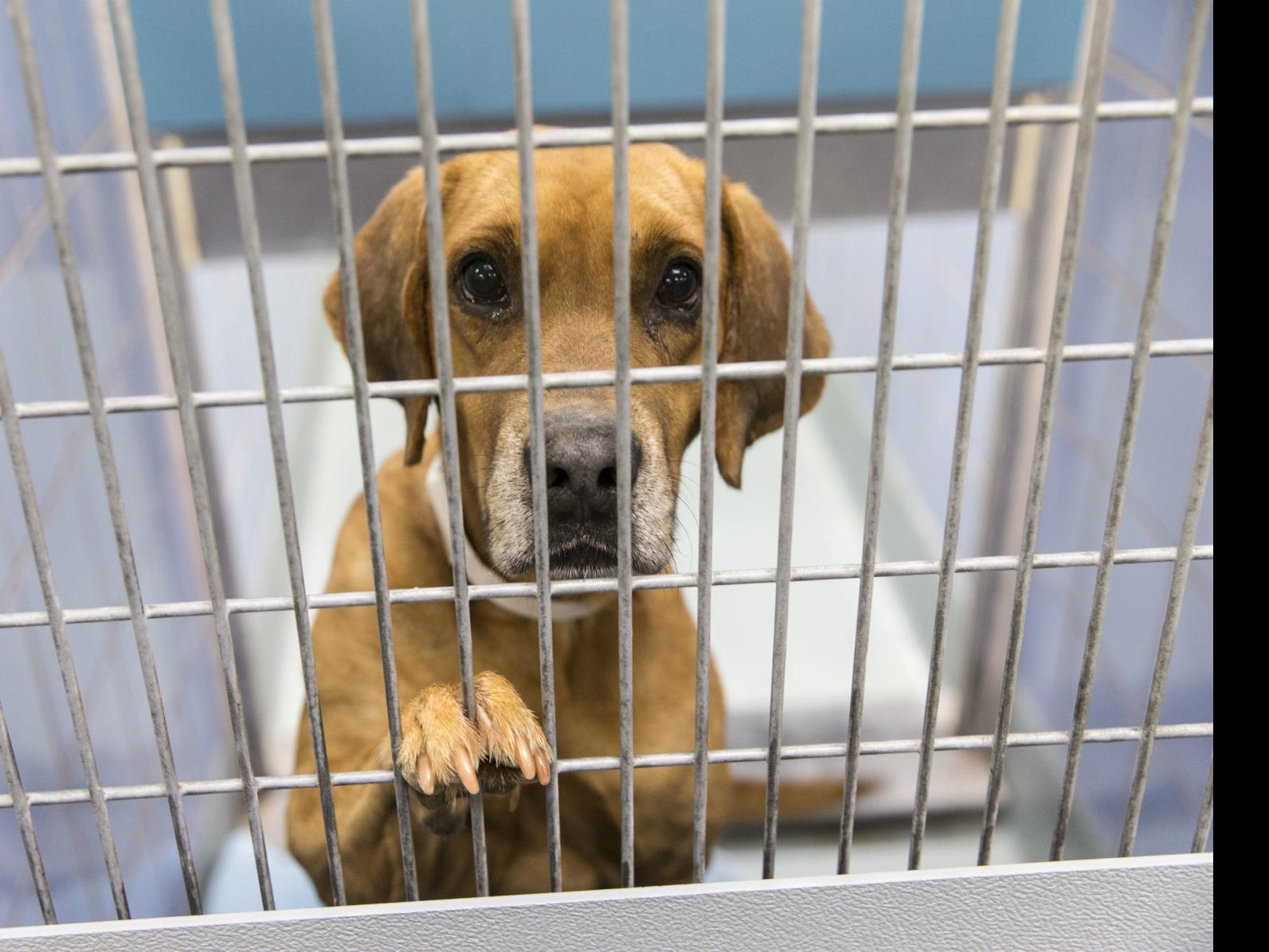 Rescue Cats And Dogs Affected By Hurricane Florence Are Brought To