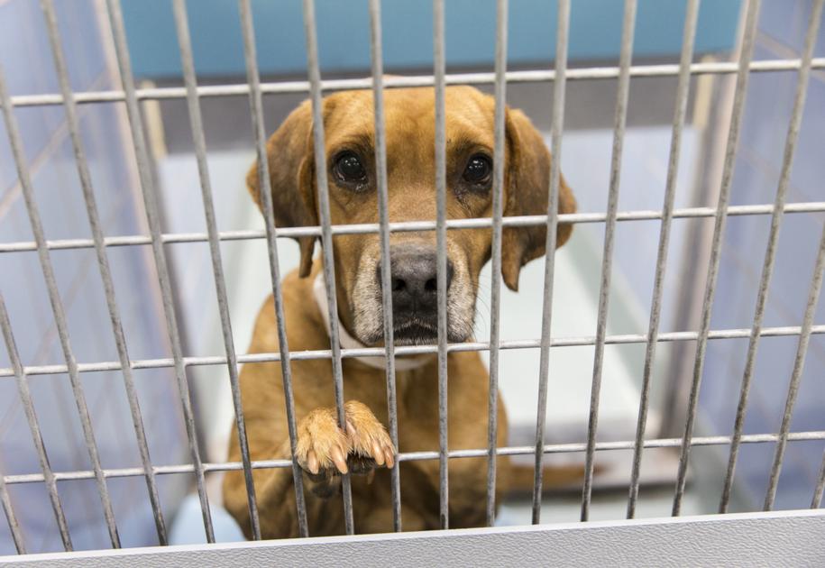 Rescue cats and dogs affected by Hurricane Florence are ...