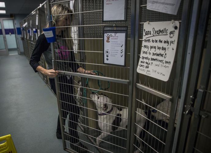 Paws and effect: New life at Richmond's animal shelter