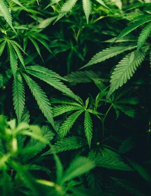 The real cost of delaying cannabis sales in Virginia | Guest column