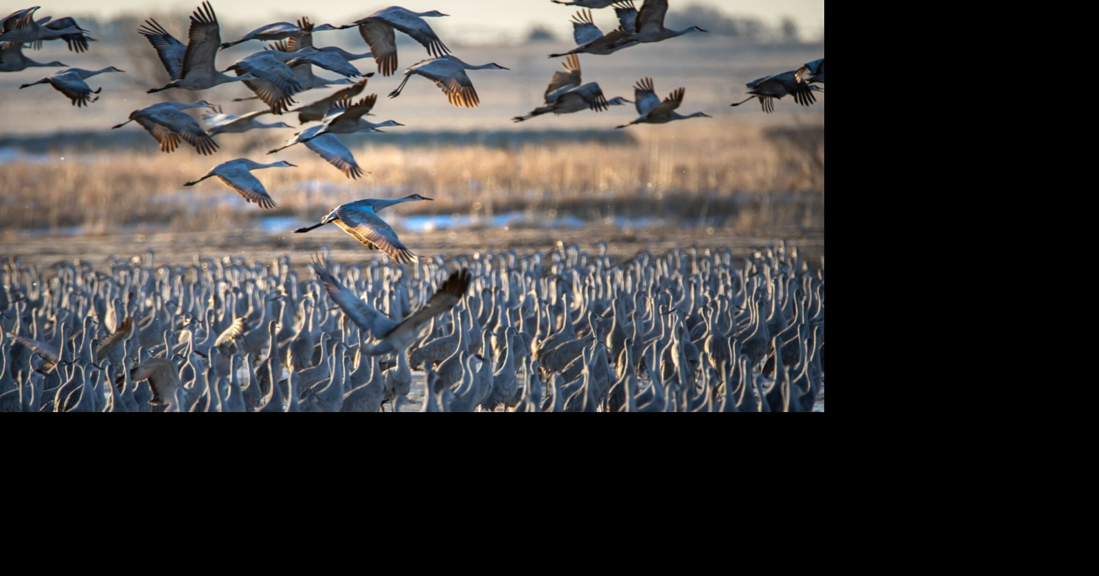 'It's unforgettable': Nearly a million cranes will be migrating through ...