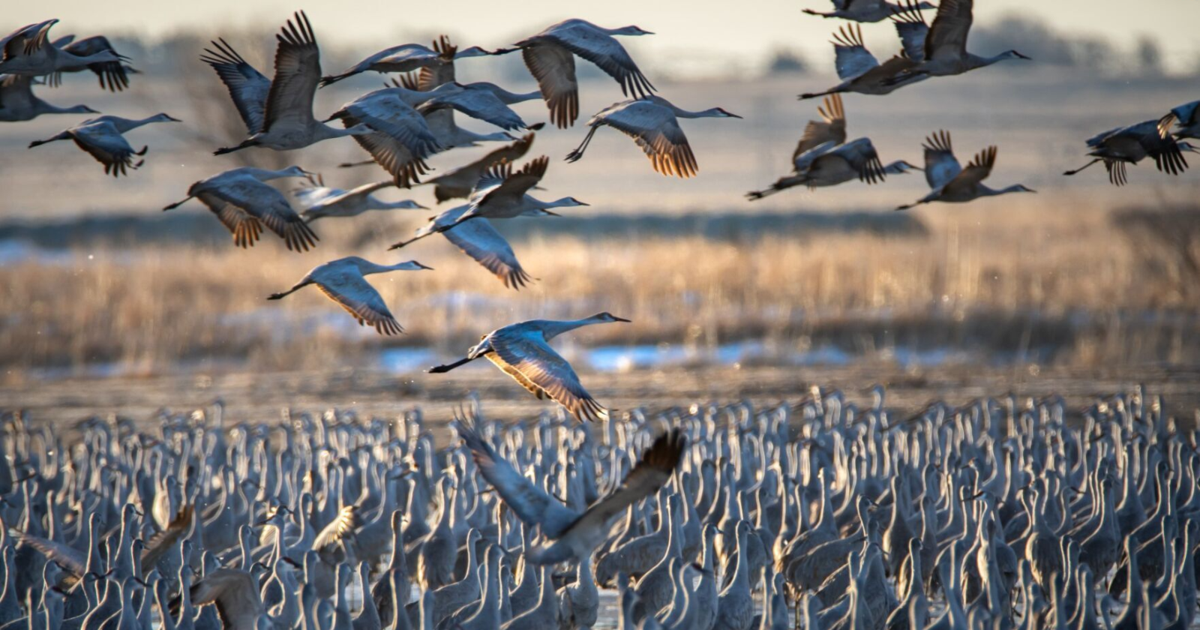 'It's unforgettable': Nearly a million cranes will be migrating through ...