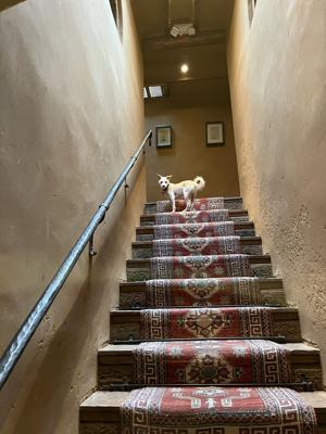 Our pooch Loni at the Inn of the Five Graces in Santa Fe.