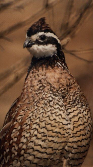 Clarkson: On the hunt for those to hunt bobwhite | Local Interest | richmond.com