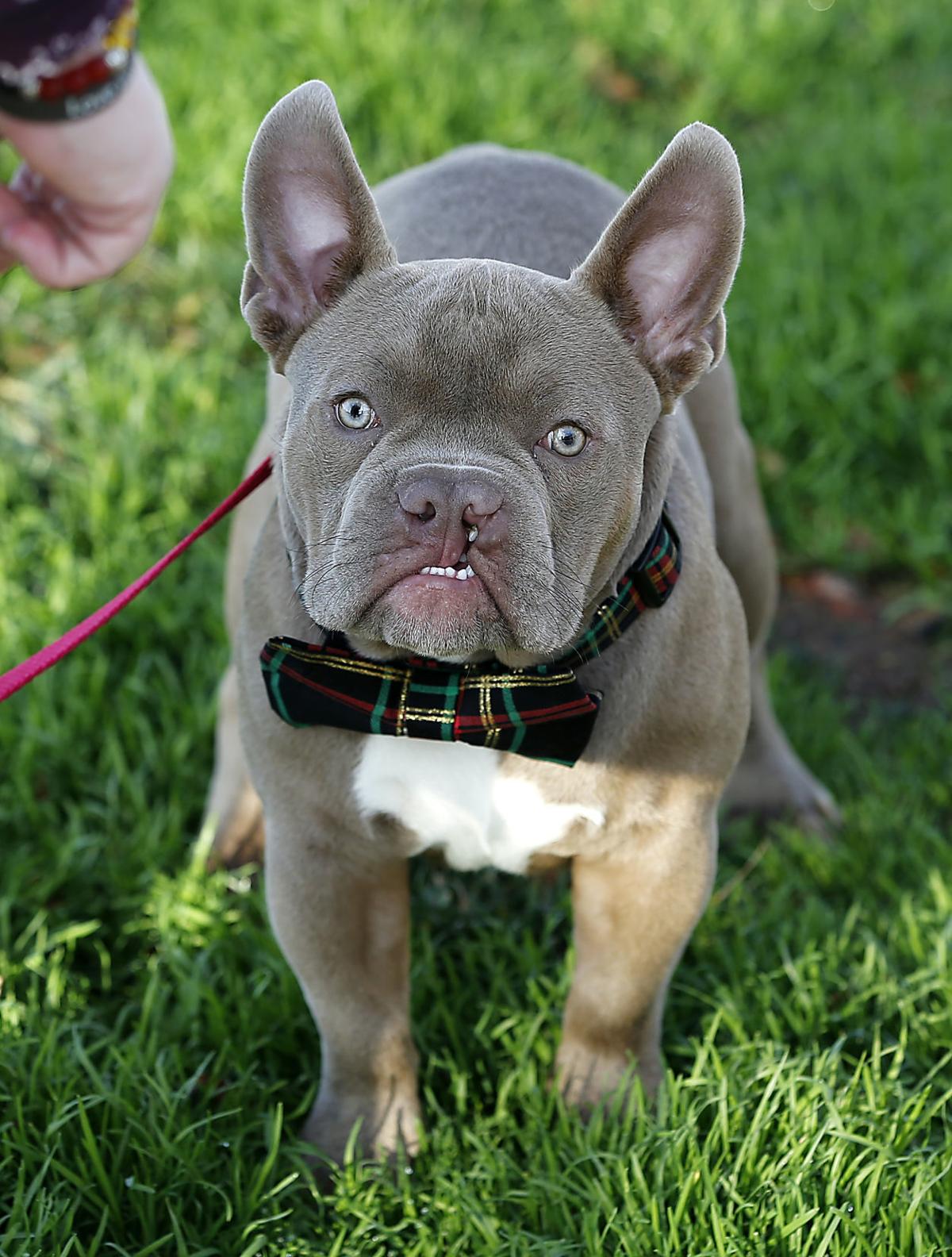Rooster An Adorable Midlothian Puppy Born With A Cleft Palate Will Compete On Puppy Bowl 2020 Entertainment Richmond Com See more of cleft palate puppies on facebook. rooster an adorable midlothian puppy