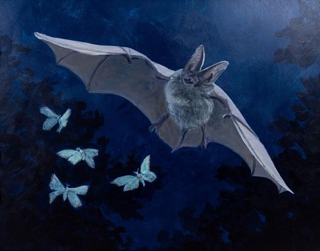 Winners of 2026 Restore the Wild Artwork Competition Chosen
