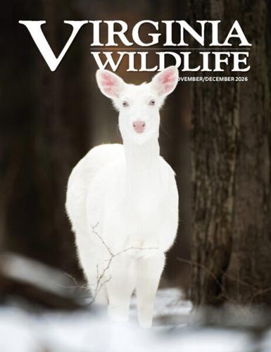 DWR Needs Your Help to Track Rare and Elusive Animals