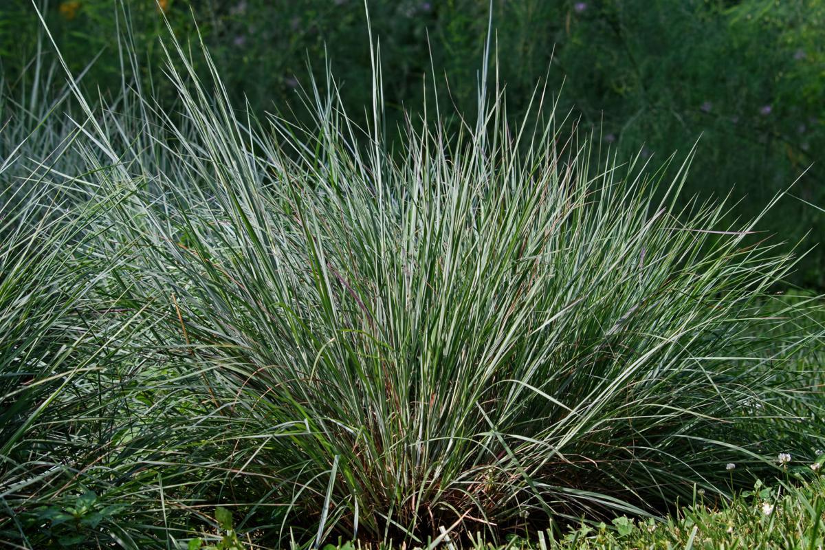 Little Bluestem - C
