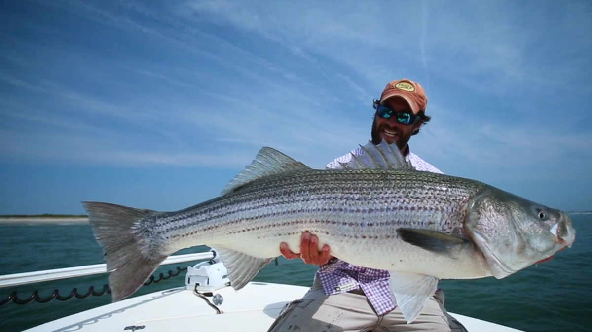 Clarkson: An incredible recreational resource, striped bass numbers
