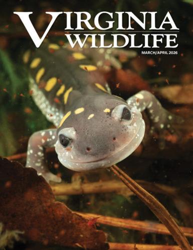 A Cute Fox Kit Scores a Cover for Anne Bryant