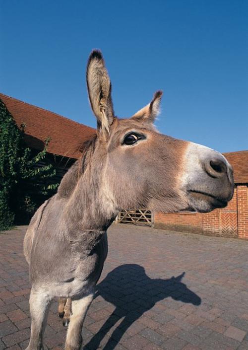donkey
