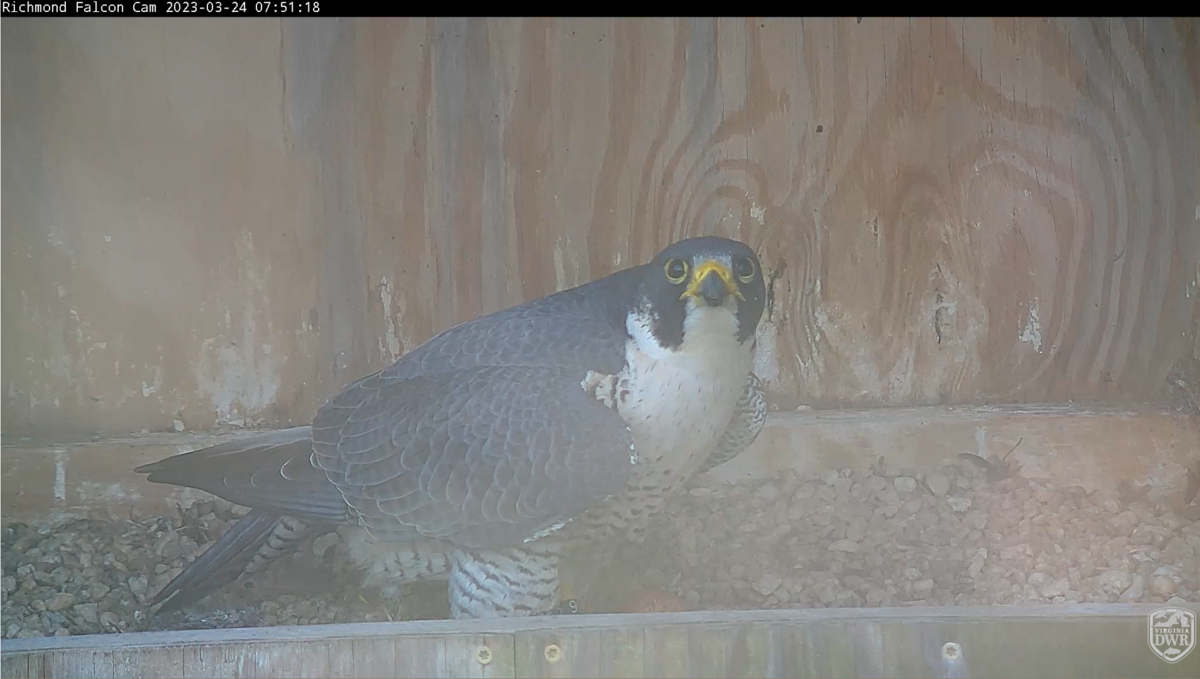 Update: Richmond Falcon Cam shows first three eggs of season