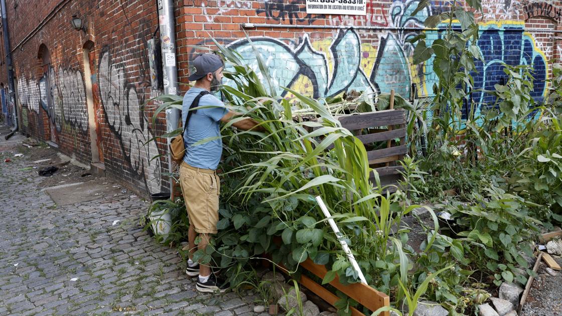 WATCH NOW: ‘The Urban Botanists’: Two Jackson Ward residents planting gardens in neighborhood alleyways and tree wells | Richmond Latest News WATCH NOW: ‘The Urban Botanists’: Two Jackson Ward residents planting gardens in neighborhood alleyways and tree wells | Richmond Latest News