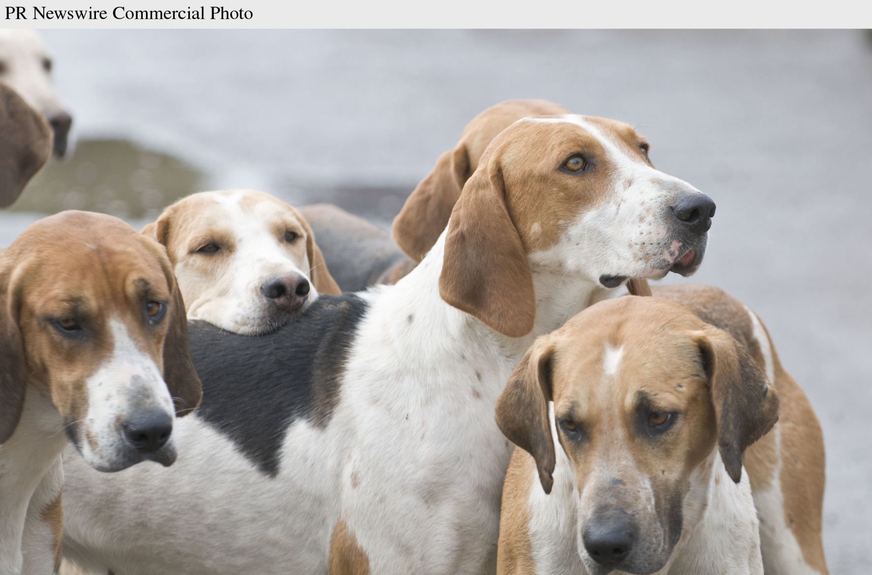 american foxhound hunting dog