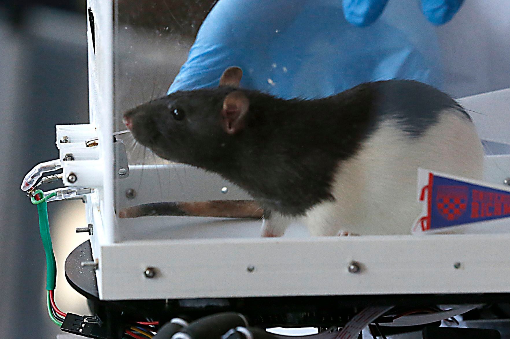 The University of Richmond's driving rats are back with bigger, better cars