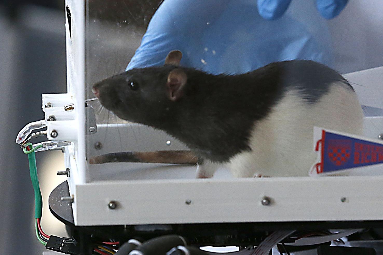 The University of Richmond's driving rats are back with bigger, better cars