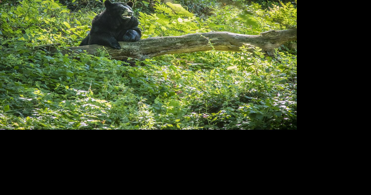 Maymont's Little Bear euthanized after longtime health challenges Jul 10, 2026