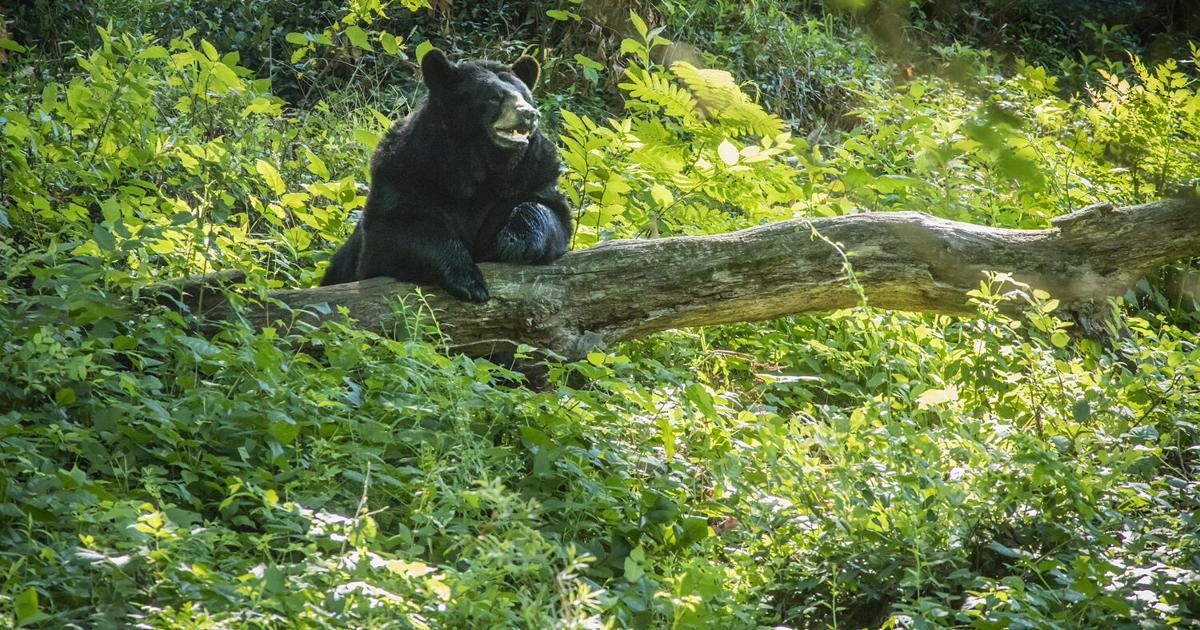 Maymont's Little Bear euthanized after longtime health challenges Jul 10, 2026