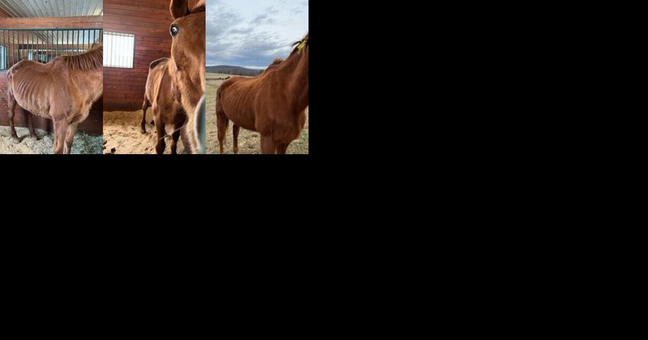 Horse owners say they raised red flags with Goochland animal control years ago - Vimarsana News