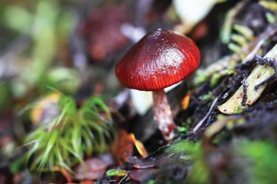 Mushrooms