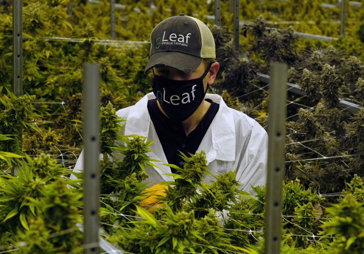 Richmond’s first licensed medical marijuana production facility set to