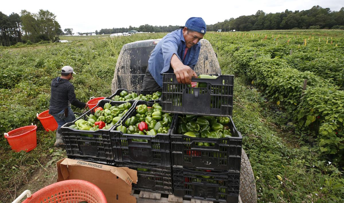 Richmondbased Seasonal Roots delivers locally grown produce all year