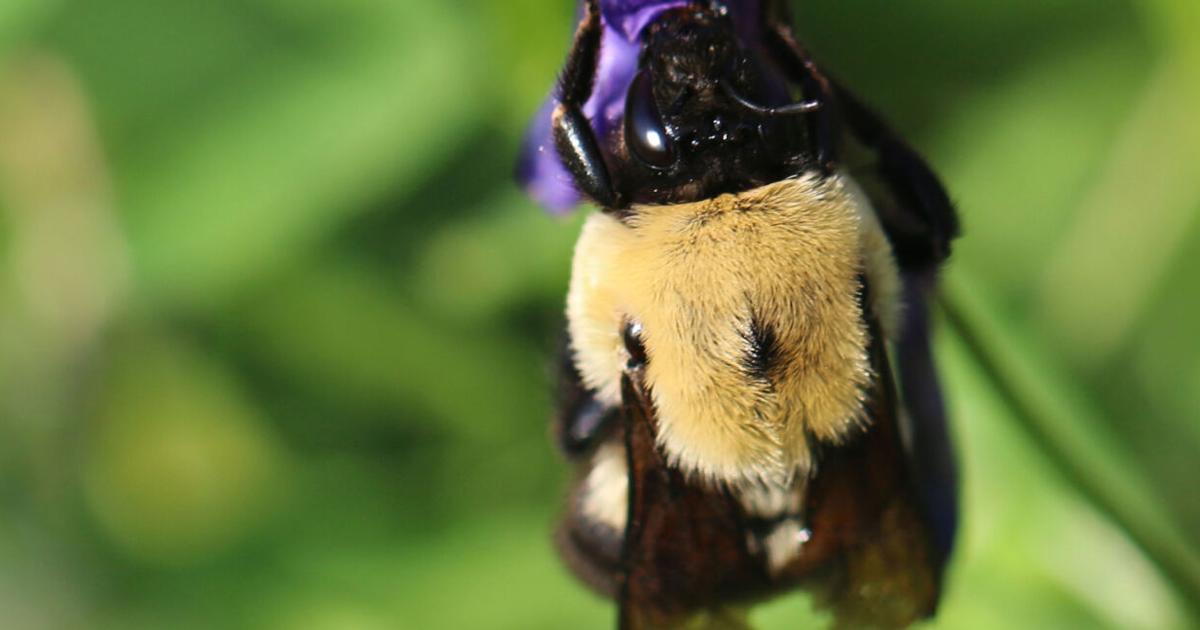 Here's the buzz: the brown belted bumblebee flies toward official status