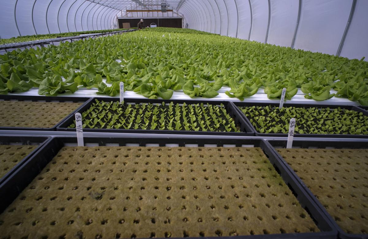 Family Harvest Hydroponic Farming Provides A New Job And A New