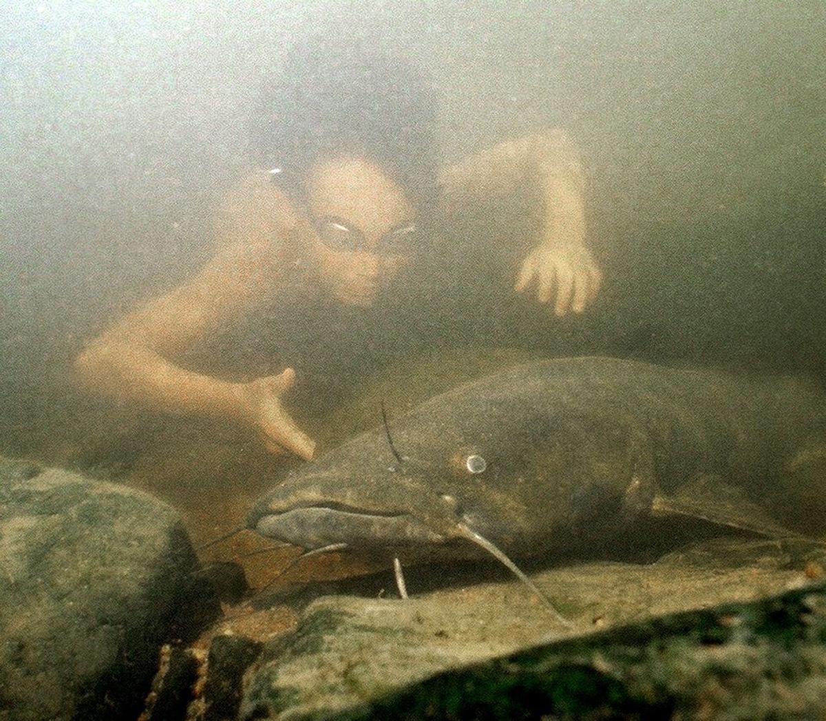 Underwater in the James - flathead catfish