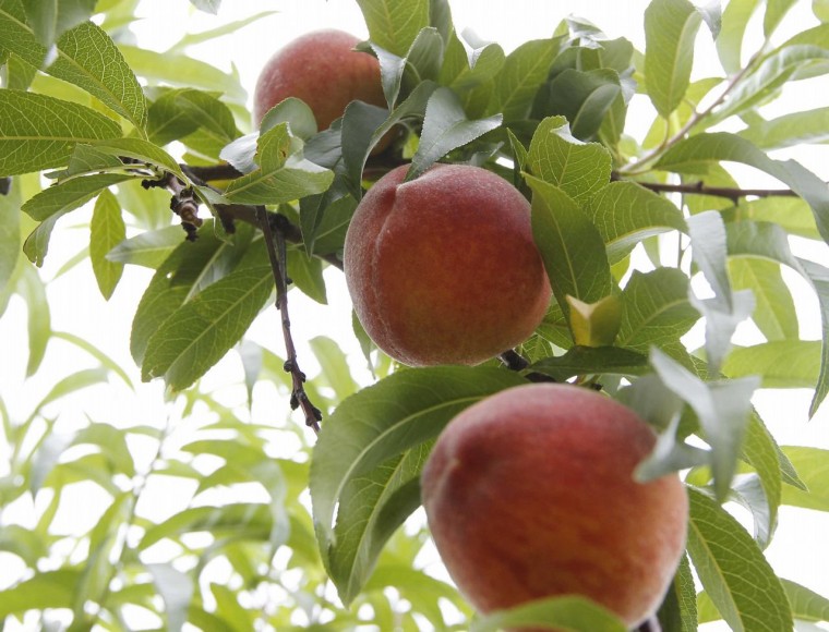 It's a sweet season for Virginia peaches