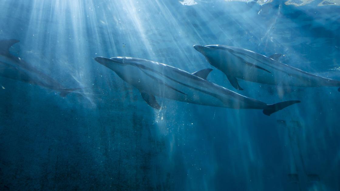 At Japan's annual dolphin hunt, a struggle between local traditions and global anger