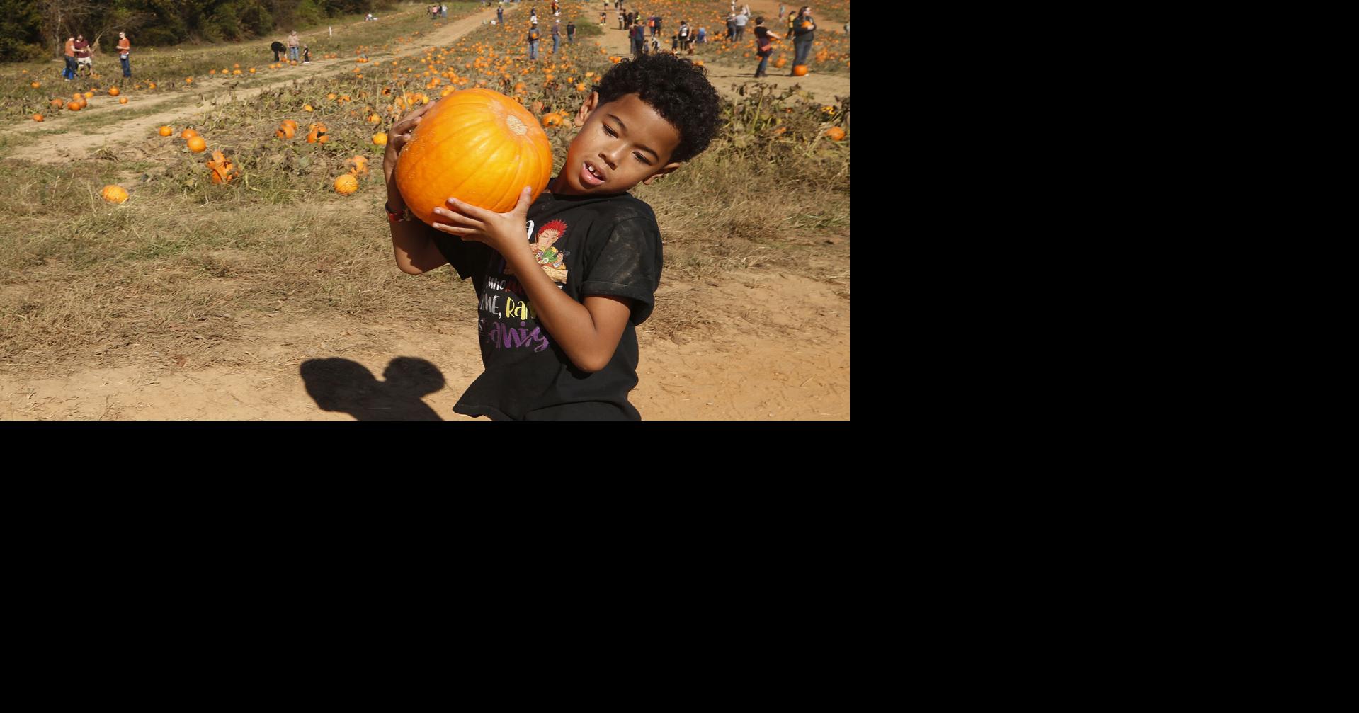 PHOTOS Pumpkin Picking and Fun at Ashland Berry Farm