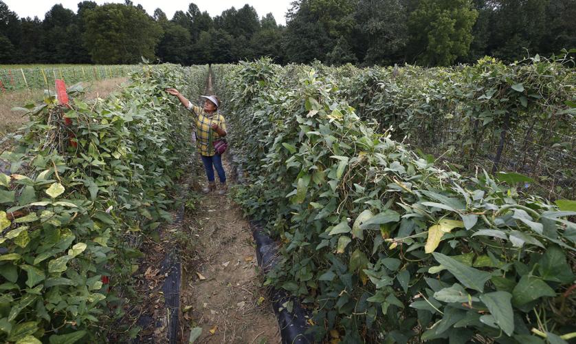 Richmondbased Seasonal Roots delivers locally grown produce all year long and business is up