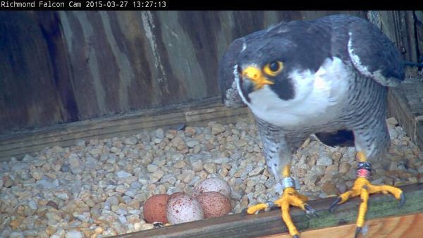 Update: Richmond Falcon Cam shows first three eggs of season